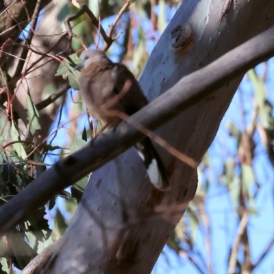 Spilopelia chinensis (Spotted Dove) at Wodonga - 2 Jan 2024 by KylieWaldon