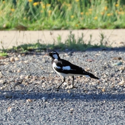 Grallina cyanoleuca (Magpie-lark) at Huon Creek, VIC - 2 Jan 2024 by KylieWaldon