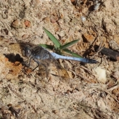 Orthetrum caledonicum (Blue Skimmer) at Wodonga - 2 Jan 2024 by KylieWaldon