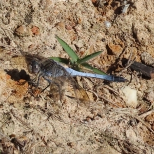 Orthetrum caledonicum at Wodonga - 3 Jan 2024