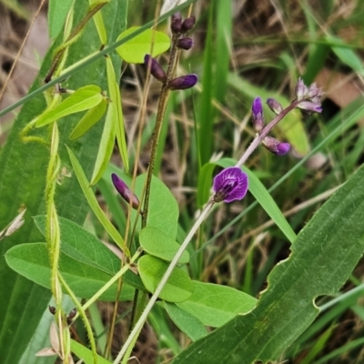 Glycine tabacina (Variable Glycine) at Weetangera, ACT - 31 Dec 2023 by sangio7