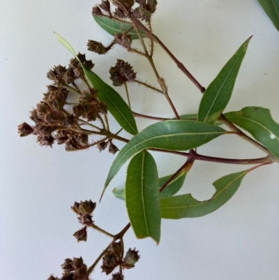 Angophora floribunda (Apple, Rough-barked Apple) at Flynn, ACT - 3 Jan 2024 by Rosie