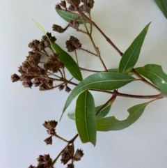 Angophora floribunda (Apple, Rough-barked Apple) at Flynn, ACT - 3 Jan 2024 by Rosie