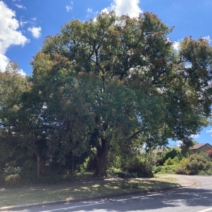 Angophora floribunda at Flynn, ACT - 3 Jan 2024