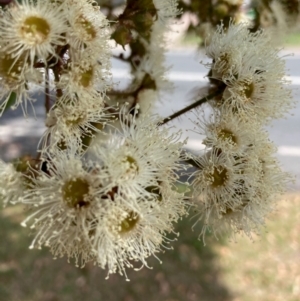 Angophora floribunda at Flynn, ACT - 3 Jan 2024