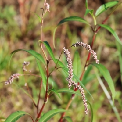 Persicaria decipiens (Slender Knotweed) at Huon Creek, VIC - 2 Jan 2024 by KylieWaldon