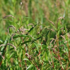 Persicaria decipiens at Wodonga - 3 Jan 2024