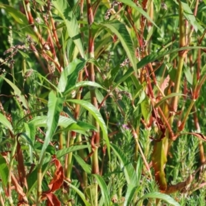 Persicaria decipiens at Wodonga - 3 Jan 2024