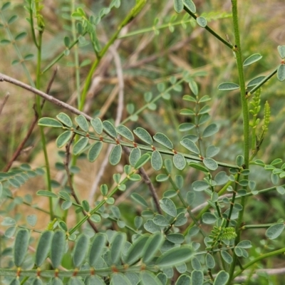 Indigofera adesmiifolia (Tick Indigo) at The Pinnacle - 1 Jan 2024 by sangio7