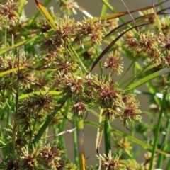 Cyperus eragrostis (Umbrella Sedge) at Huon Creek, VIC - 2 Jan 2024 by KylieWaldon