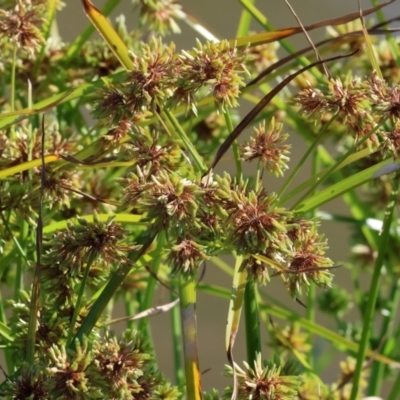 Cyperus eragrostis (Umbrella Sedge) at Wodonga - 3 Jan 2024 by KylieWaldon