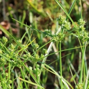 Cyperus eragrostis at Wodonga - suppressed