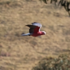 Eolophus roseicapilla (Galah) at WREN Reserves - 3 Jan 2024 by KylieWaldon