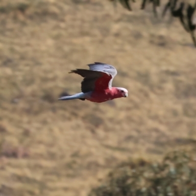 Eolophus roseicapilla (Galah) at Huon Creek, VIC - 2 Jan 2024 by KylieWaldon