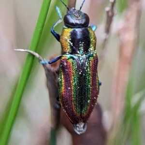 Selagis caloptera at Vincentia, NSW - 3 Jan 2024