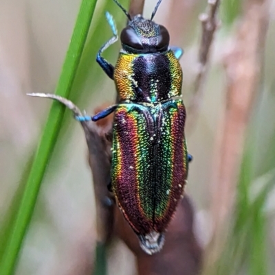Selagis caloptera (Caloptera jewel beetle) at Vincentia, NSW - 3 Jan 2024 by Miranda
