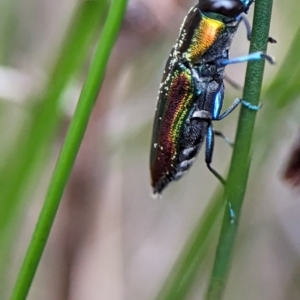 Selagis caloptera at Vincentia, NSW - 3 Jan 2024 04:39 PM