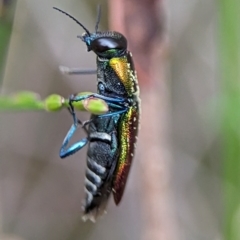 Selagis caloptera at Vincentia, NSW - 3 Jan 2024