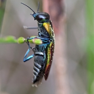 Selagis caloptera at Vincentia, NSW - 3 Jan 2024