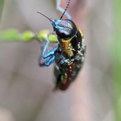 Selagis caloptera at Vincentia, NSW - 3 Jan 2024