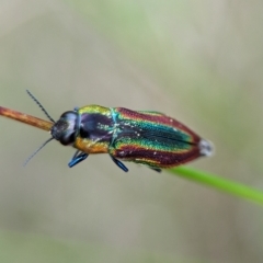 Selagis caloptera at Vincentia, NSW - 3 Jan 2024