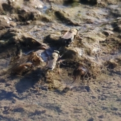 Unidentified True fly (Diptera) at Huon Creek, VIC - 2 Jan 2024 by KylieWaldon