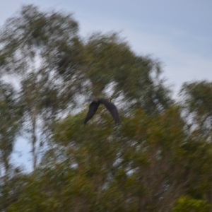 Zanda funerea at Jamberoo, NSW - 3 Jan 2024 07:43 PM