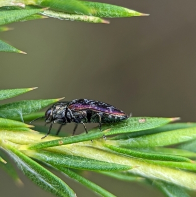 Unidentified Jewel beetle (Buprestidae) at Jervis Bay National Park - 3 Jan 2024 by Miranda