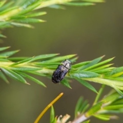 Diphucrania sp. (genus) at Jervis Bay National Park - 3 Jan 2024