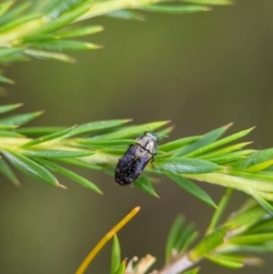 Diphucrania sp. (genus) at Jervis Bay National Park - 3 Jan 2024