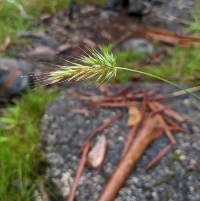 Echinopogon cheelii (Longflower Hedgehog Grass) at Tharwa, ACT - 31 Dec 2023 by MattM