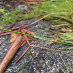 Echinopogon cheelii at Namadgi National Park - 1 Jan 2024