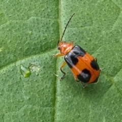 Aulacophora hilaris (Pumpkin Beetle) at Yass River, NSW - 3 Jan 2024 by SenexRugosus