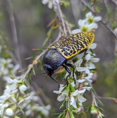 Stigmodera macularia (Macularia jewel beetle) at Vincentia, NSW - 3 Jan 2024 by Miranda