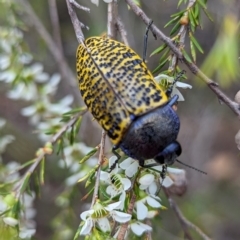 Stigmodera macularia at Jervis Bay National Park - 3 Jan 2024