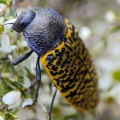 Stigmodera macularia at Jervis Bay National Park - 3 Jan 2024