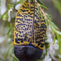 Stigmodera macularia at Jervis Bay National Park - 3 Jan 2024