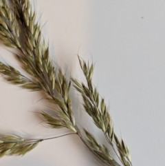 Deyeuxia brachyathera (Short Bent Grass) at Namadgi National Park - 1 Jan 2024 by MattM