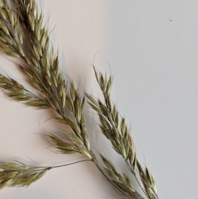 Deyeuxia brachyathera (Short Bent Grass) at Namadgi National Park - 1 Jan 2024 by MattM