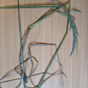 Deyeuxia brachyathera at Namadgi National Park - 1 Jan 2024