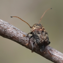 Cadmus (Lachnabothra) subgenus (A case-bearing leaf beetle) at QPRC LGA - 2 Jan 2024 by jb2602