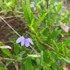 Billardiera heterophylla (Western Australian Bluebell Creeper) at Crace, ACT - 3 Jan 2024 by RosD