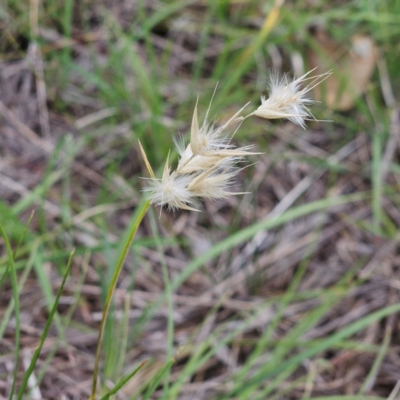 Rytidosperma sp. (Wallaby Grass) at Weetangera, ACT - 31 Dec 2023 by sangio7