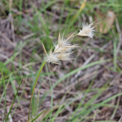 Rytidosperma (genus) (Wallaby Grass) at The Pinnacle - 1 Jan 2024 by sangio7