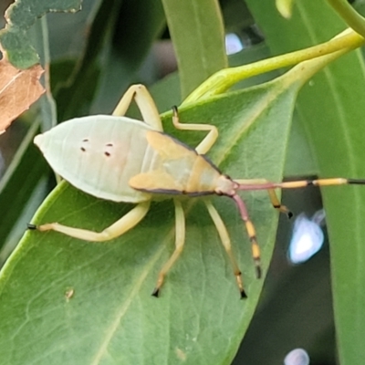 Amorbus (genus) (Eucalyptus Tip bug) at Beechworth, VIC - 3 Jan 2024 by trevorpreston