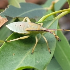 Amorbus (genus) at Beechworth, VIC - 3 Jan 2024 08:04 PM