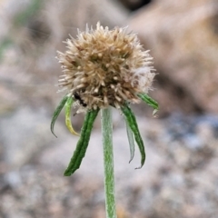 Euchiton involucratus (Star Cudweed) at Beechworth, VIC - 3 Jan 2024 by trevorpreston