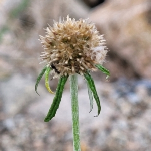 Euchiton involucratus at Beechworth, VIC - 3 Jan 2024 07:51 PM