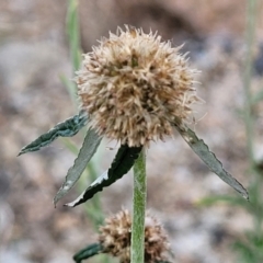 Euchiton involucratus at Beechworth, VIC - 3 Jan 2024 07:51 PM