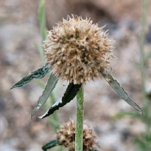 Euchiton involucratus at Beechworth, VIC - 3 Jan 2024